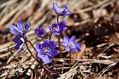10_Ancora viole